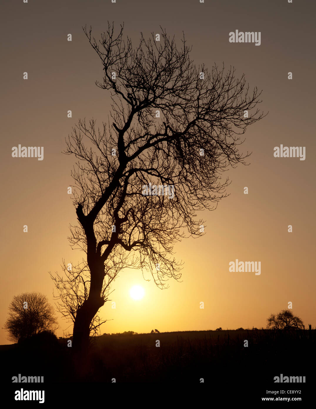 Silhouette di albero sfrondato del tramonto, del crepuscolo su terreno coltivato con sun andando giù sul paesaggio inglese Foto Stock