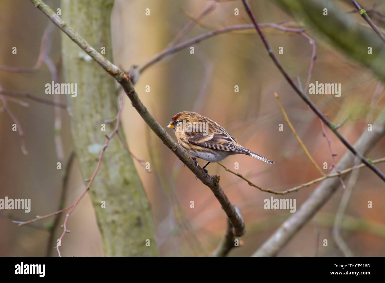 Redpoll (Carduelis flammea) appollaiato su un ramo Foto Stock