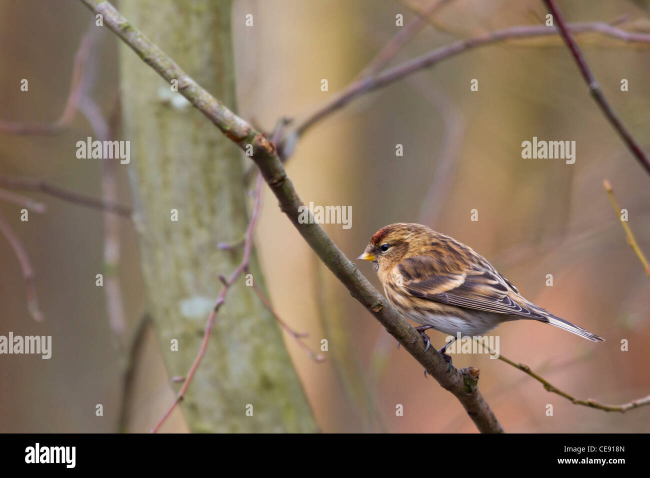 Redpoll (Carduelis flammea) appollaiato su un ramo Foto Stock
