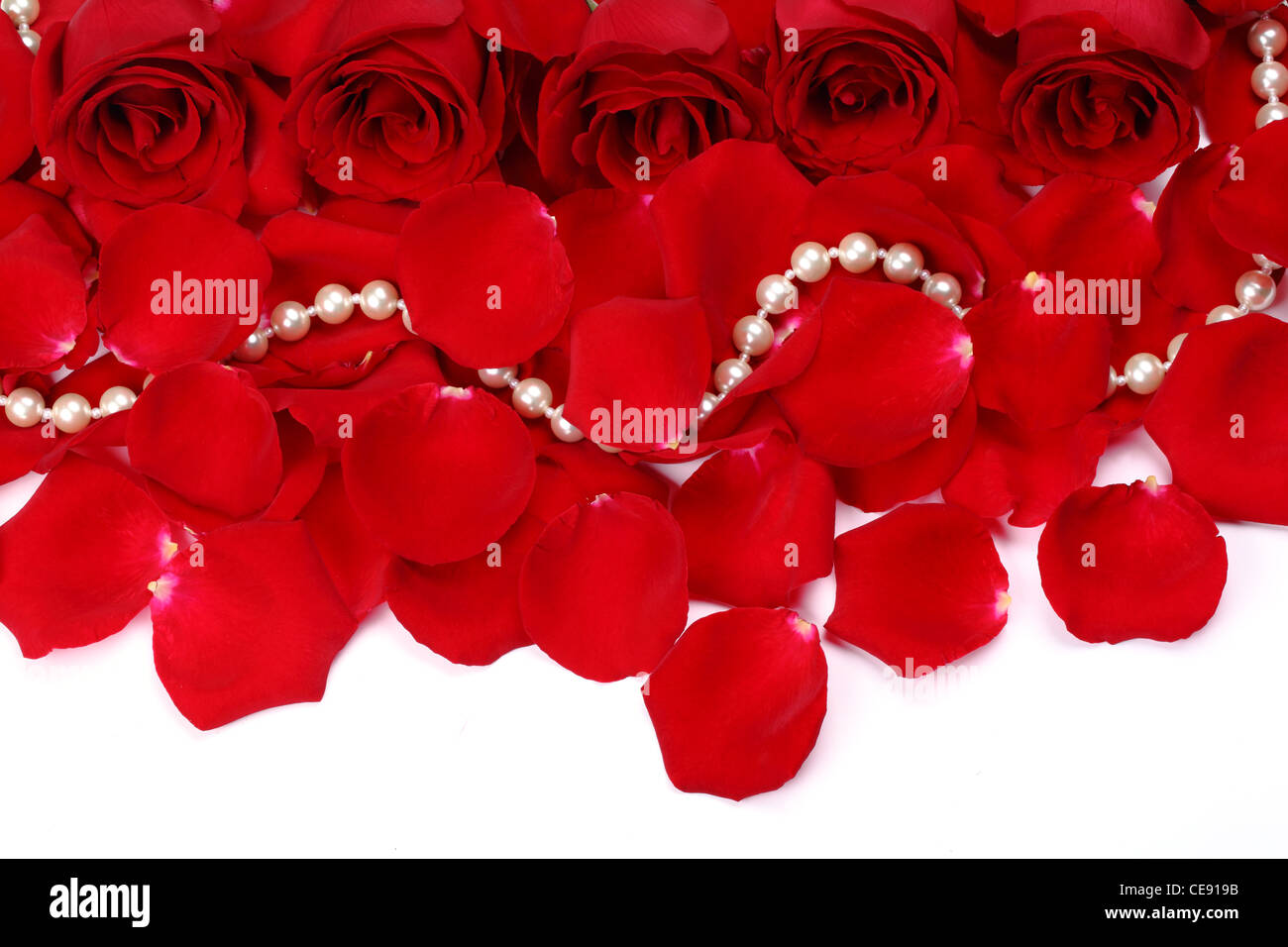Red Rose con petali e pearl isolato su bianco Foto Stock
