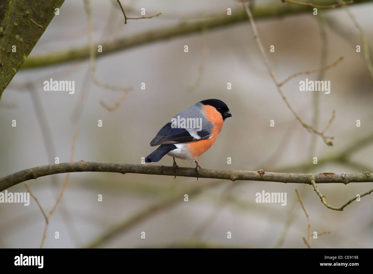 Bullfinch (Pyrrhula pyrrhula-) appollaiato su un ramo Foto Stock