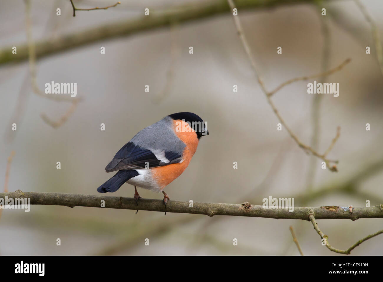 Bullfinch (Pyrrhula pyrrhula-) appollaiato su un ramo Foto Stock