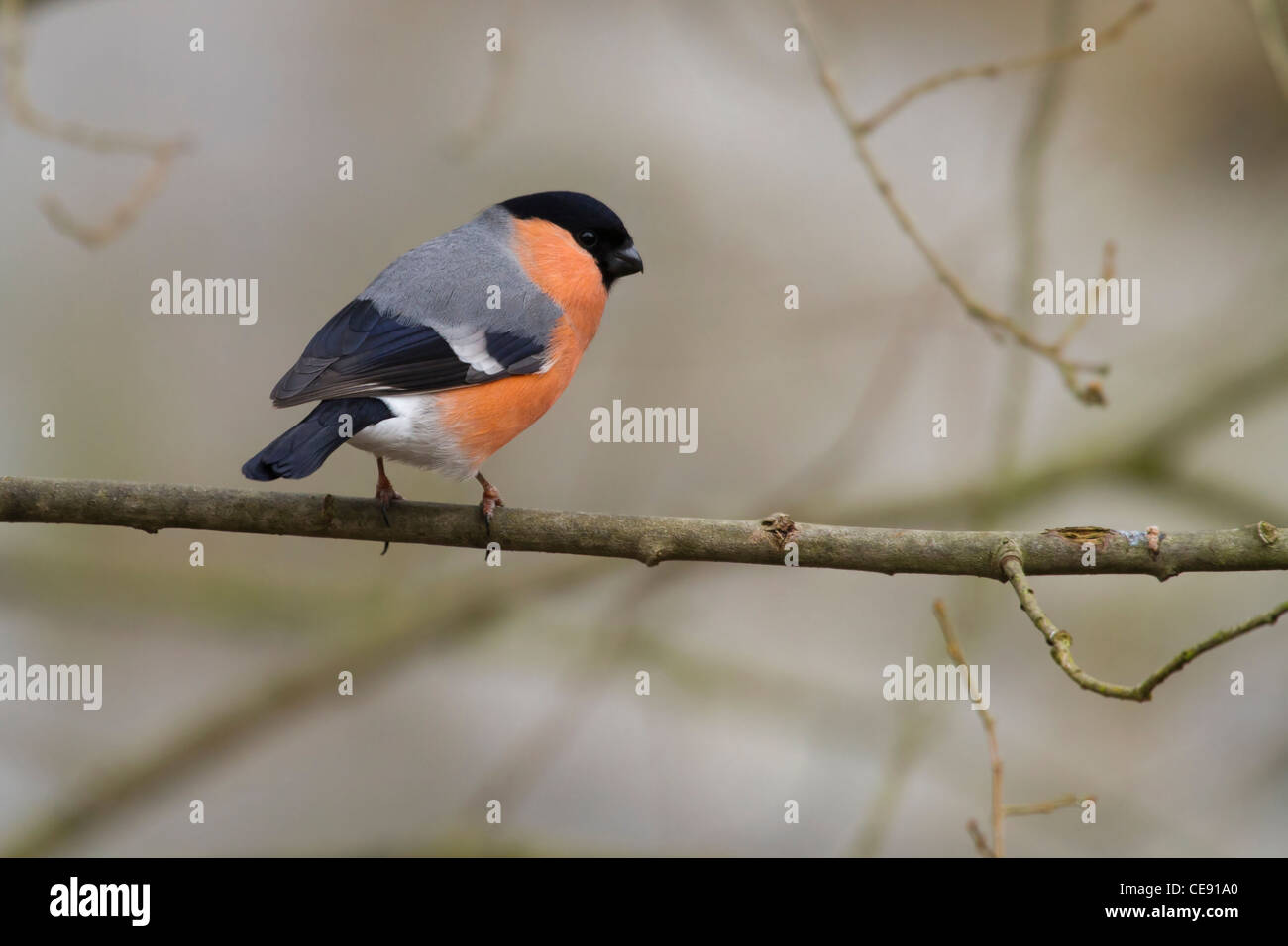 Bullfinch (Pyrrhula pyrrhula-) appollaiato su un ramo Foto Stock