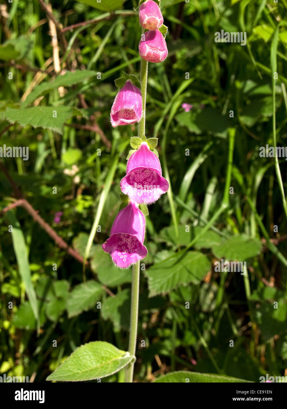 Foxglove comune o Lady del guanto, Digitalis purpurea, ritratto di fiori. Foto Stock