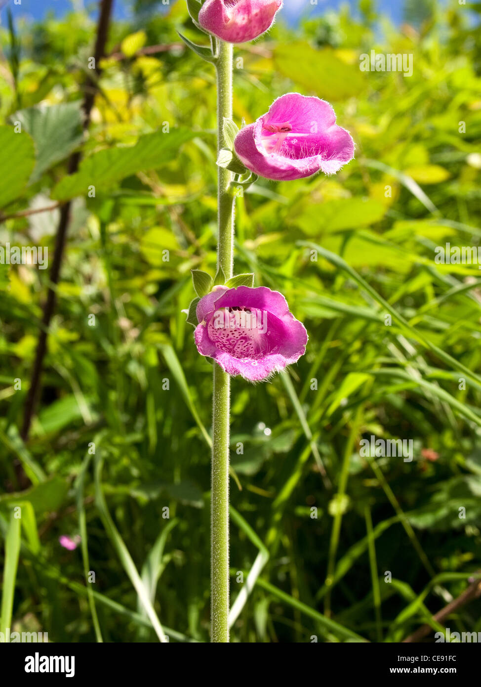 Foxglove comune o Lady del guanto, Digitalis purpurea, ritratto di fiori. Foto Stock