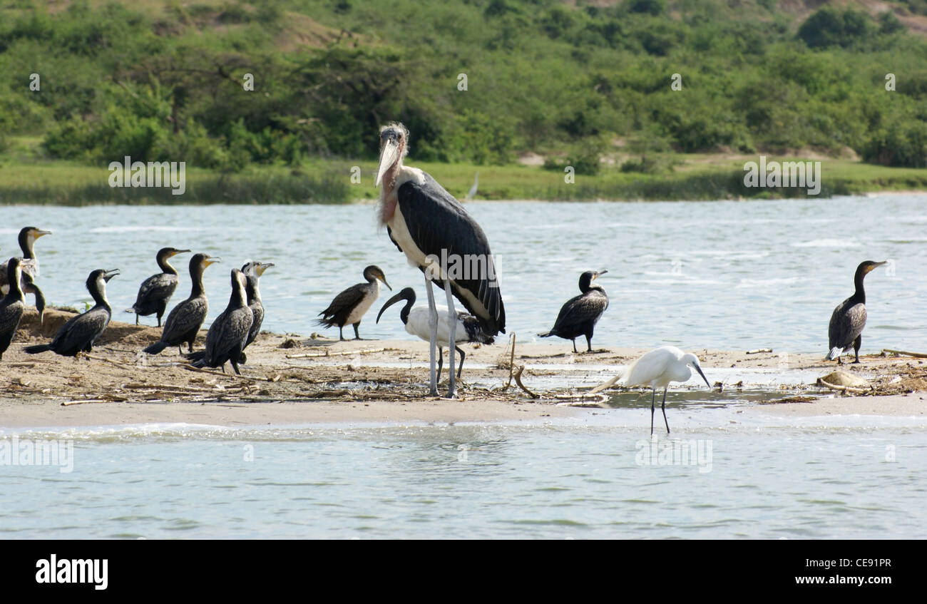 Un uccello di nome 'Marabou' e alcuni altri uccelli in Uganda (Africa) Foto Stock