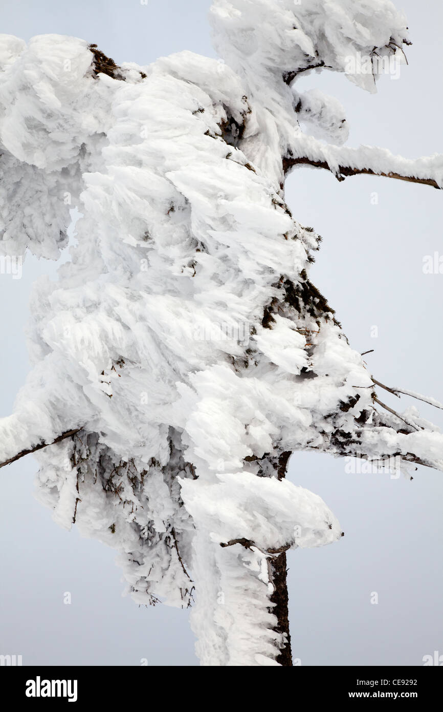 Neve su albero di pino modellati dal vento Foto Stock