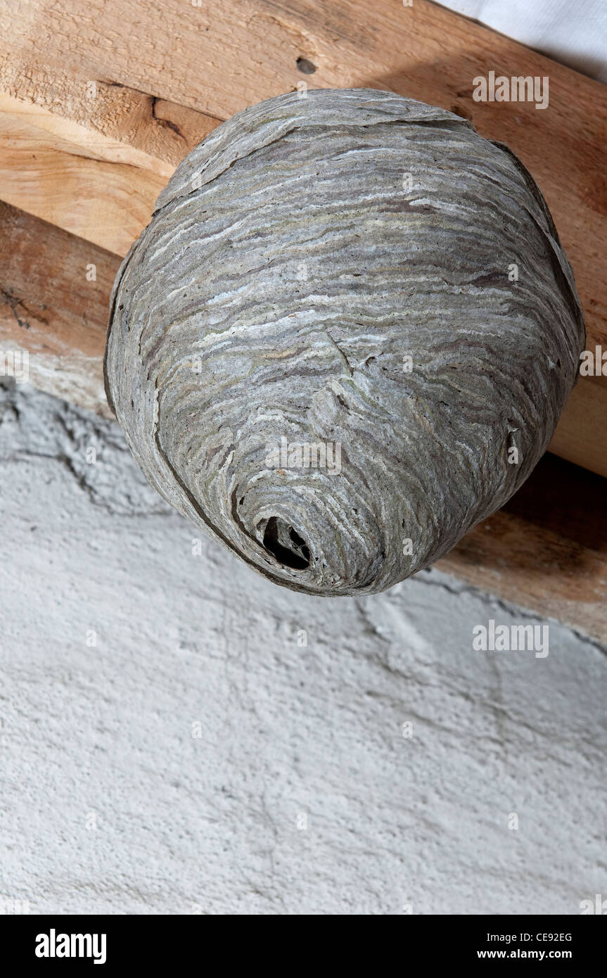 Wasp comune (Vespula vulgaris), il nido in un loft. Foto Stock