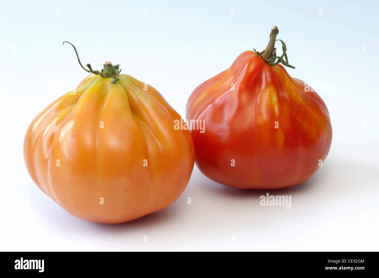 Il pomodoro (Lycopersicon esculentum), varietà: Giant Ox Hearth-Tomato, tori Heart-Tomato, due frutti Foto Stock