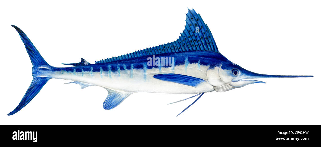 Marlin bianco (Tetrapturus albidus), disegno. Foto Stock