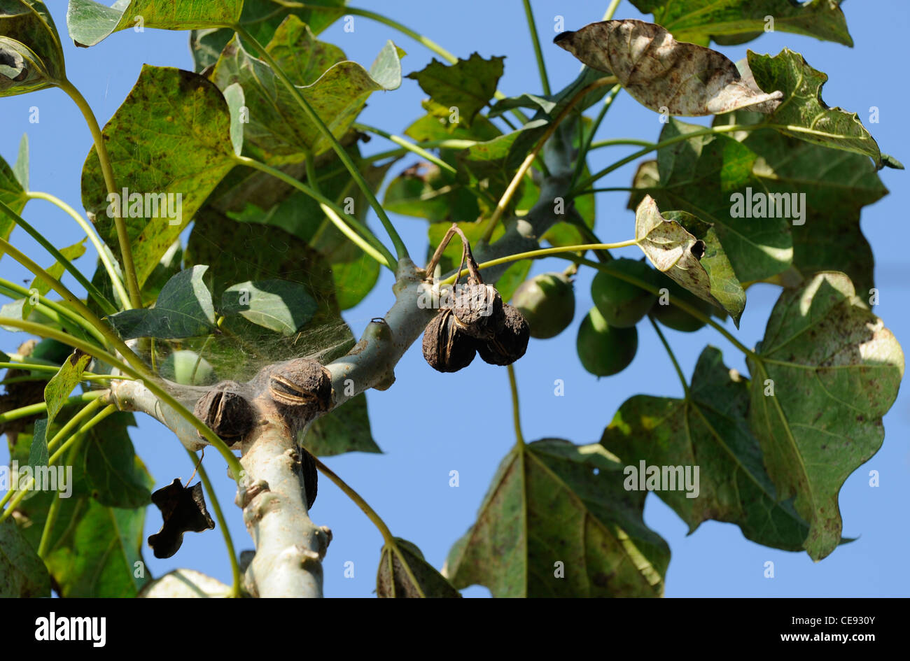 Asia Laos Oudomxay , Jatropha pianta nel villaggio Foto Stock