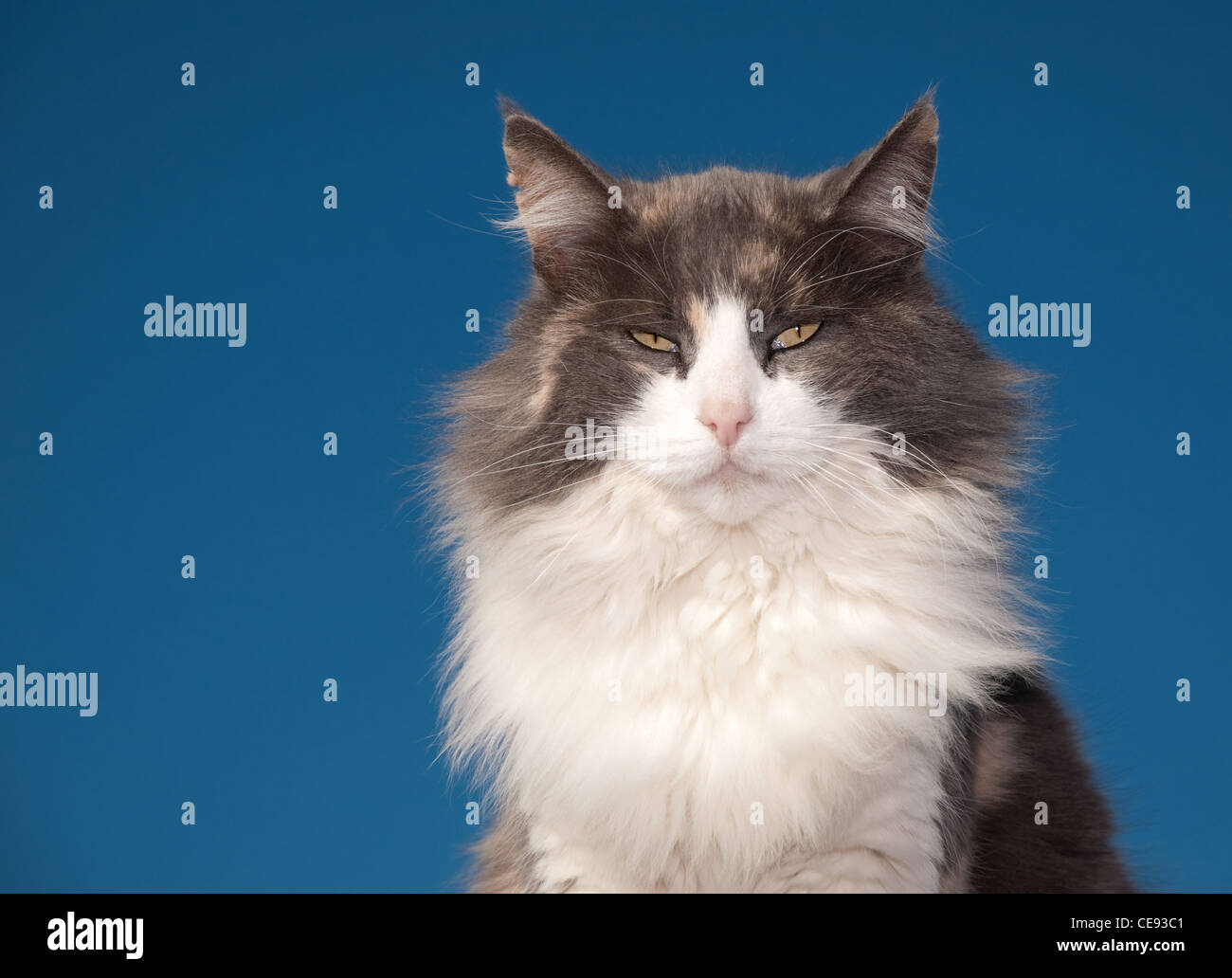 Diluito gatta calico con un atteggiamento contro il cielo blu chiaro Foto Stock