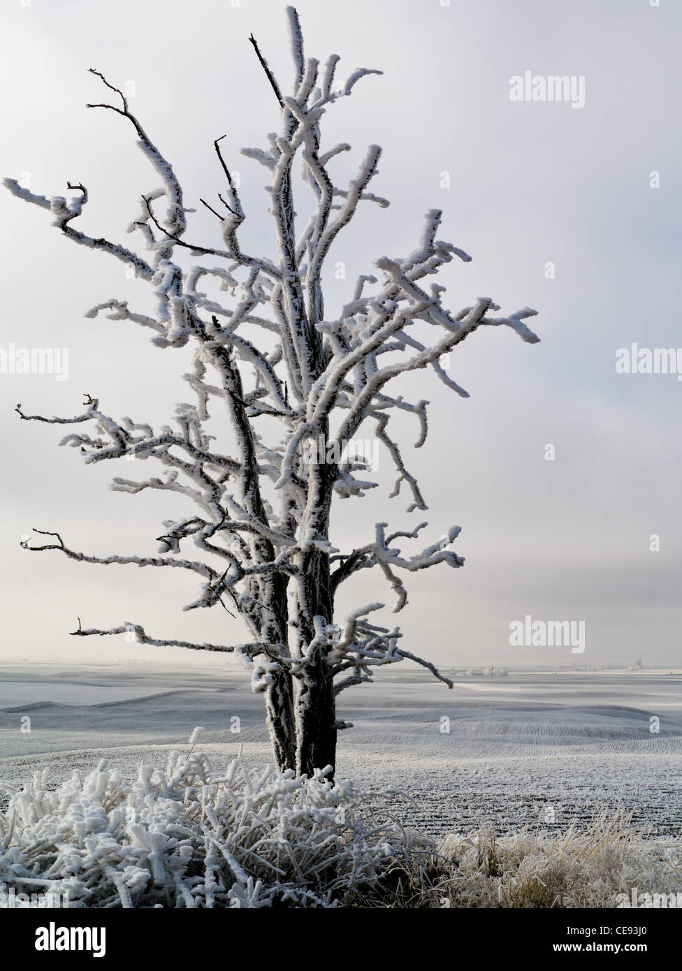 Soffiata dal vento coperto di neve albero In Goldendale Washington U.S.A. Foto Stock
