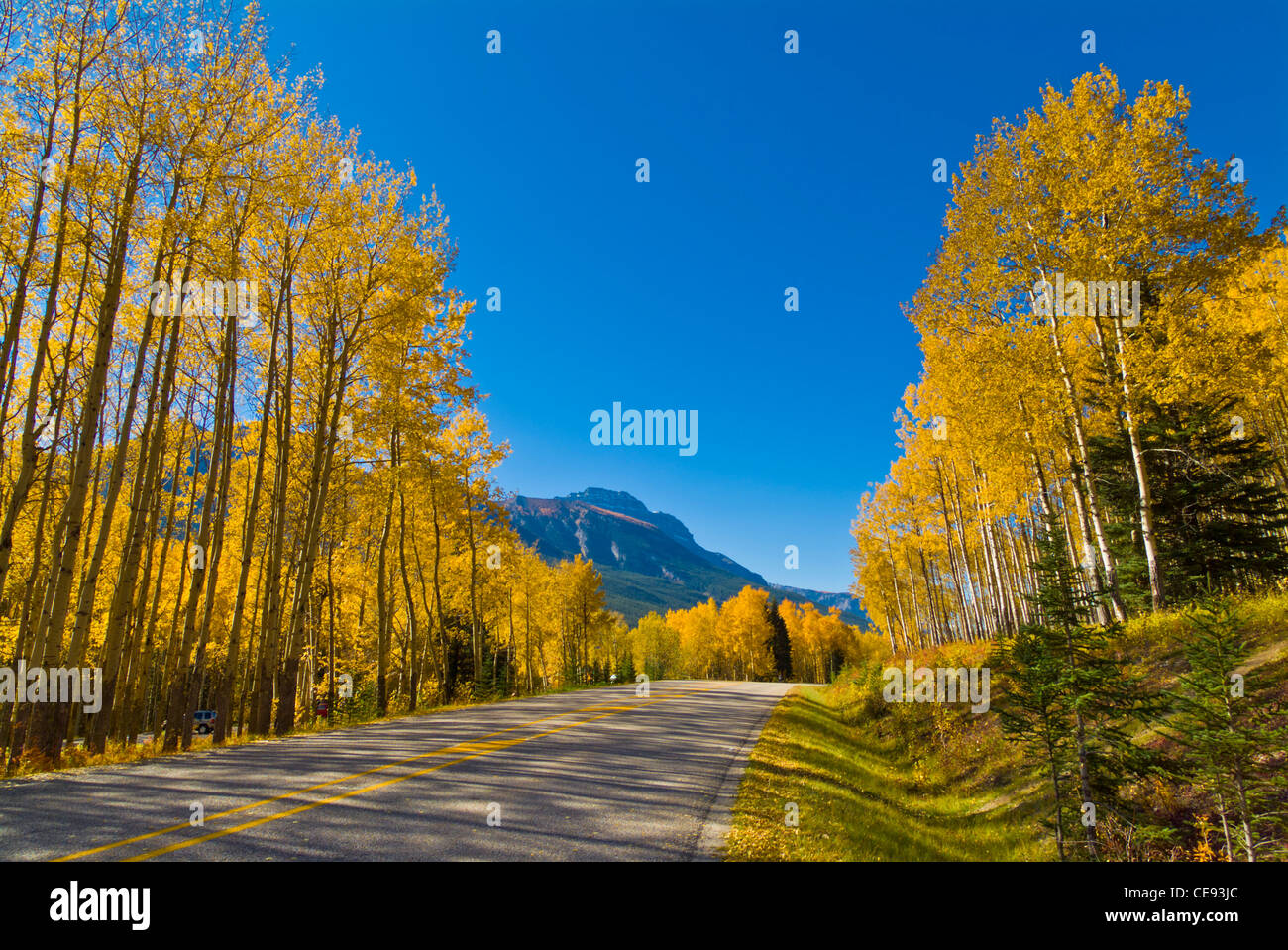 Autostrada vuota su strada e autunno Aspens a Muleshoe riposo Bow Valley Parkway il Parco Nazionale di Banff Alberta Canada Montagne Rocciose Foto Stock