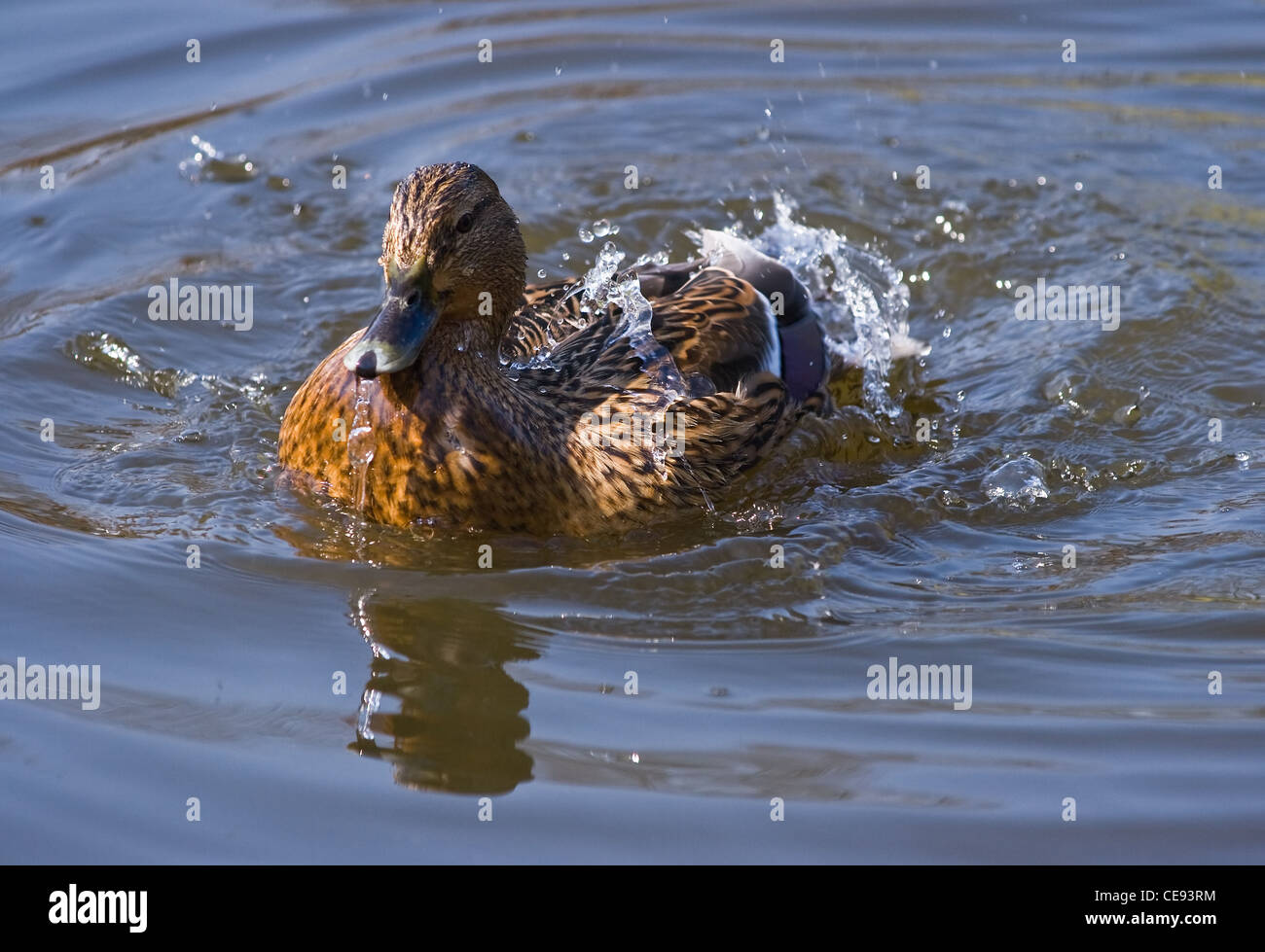 Germano Reale femmina, anatra selvatica o Anas platyrhynchos jumping e spruzzi di acqua fresca Foto Stock