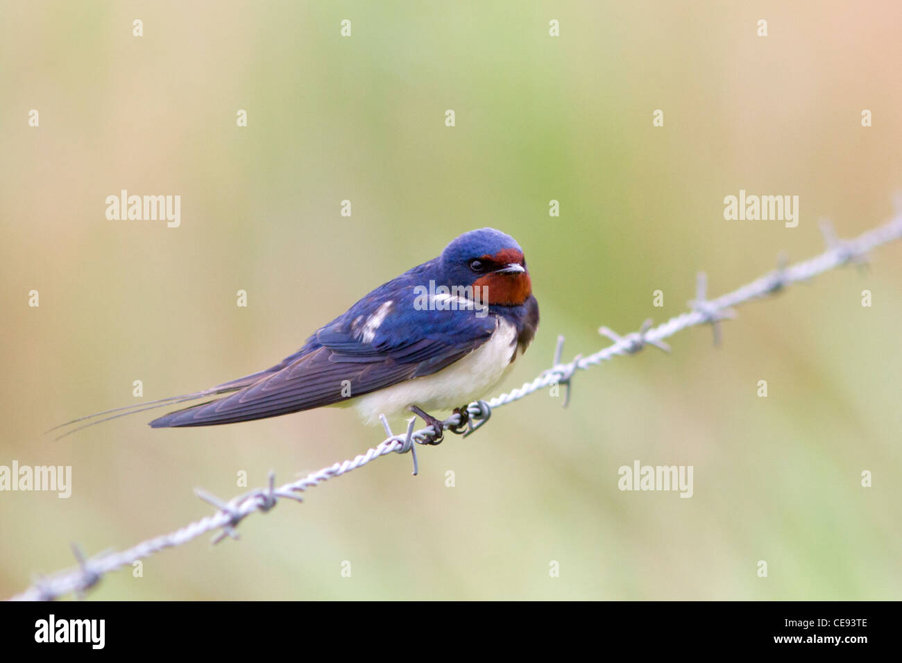 Swallow (Hirundo rustica) sul filo spinato recinzione Foto Stock