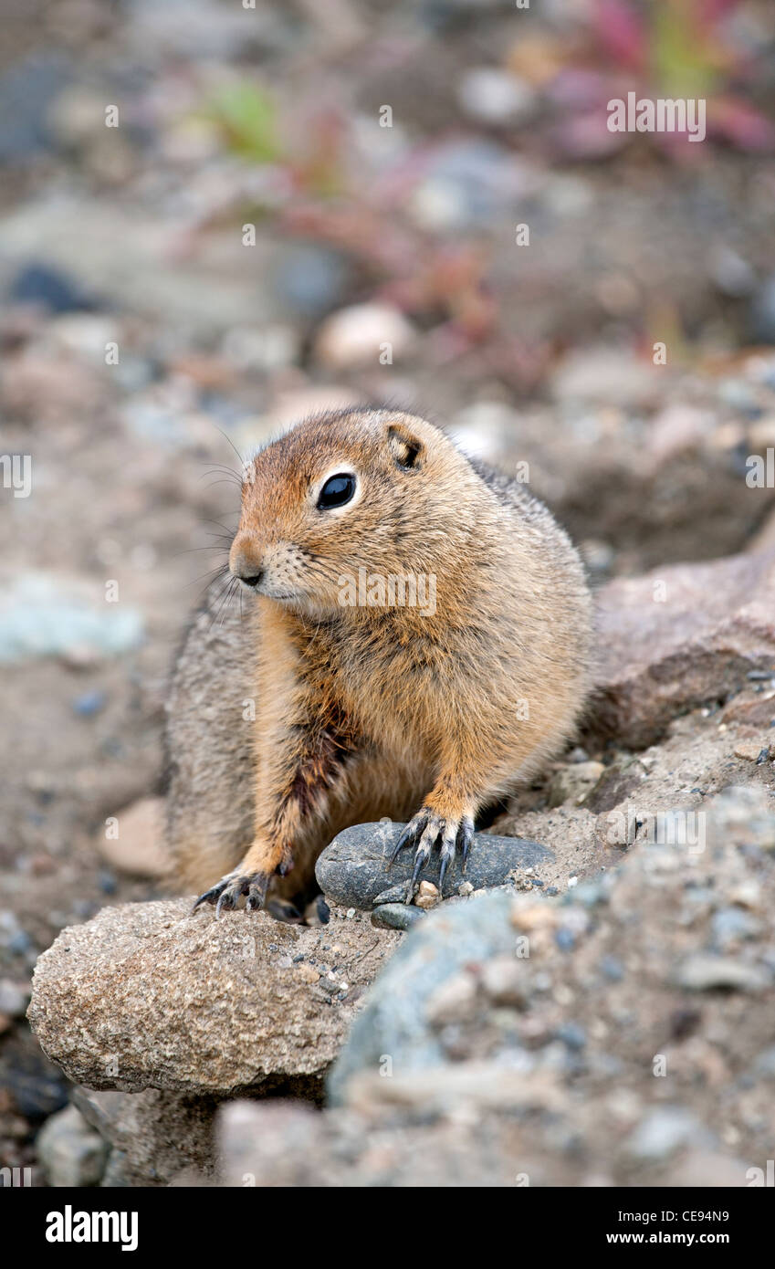 Terra artica scoiattolo (Spermophilus parryii). Parco Nazionale di Denali. L'Alaska. Stati Uniti d'America Foto Stock