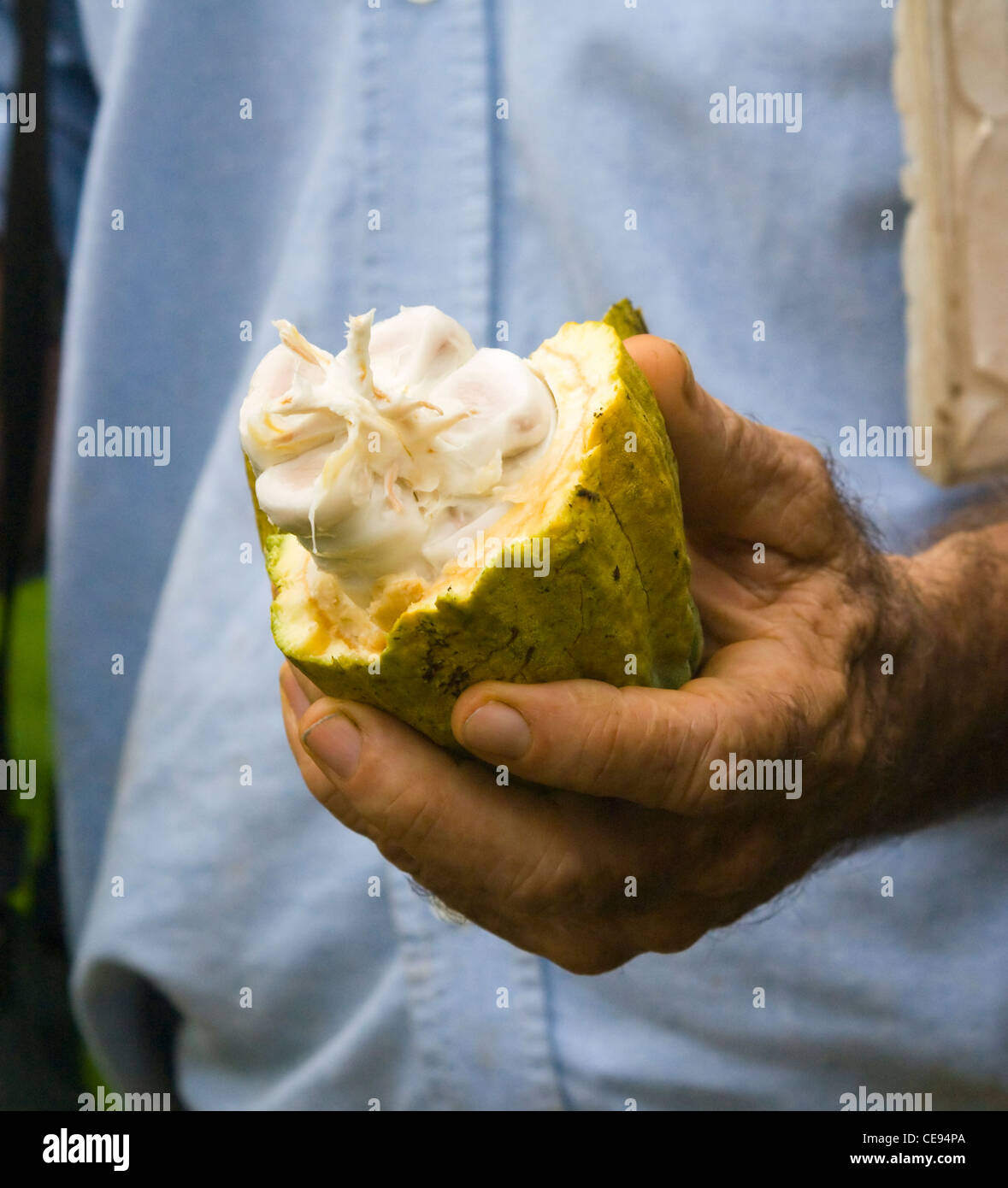 Aperto frutto di Cacao Pod Costa Rica Foto Stock