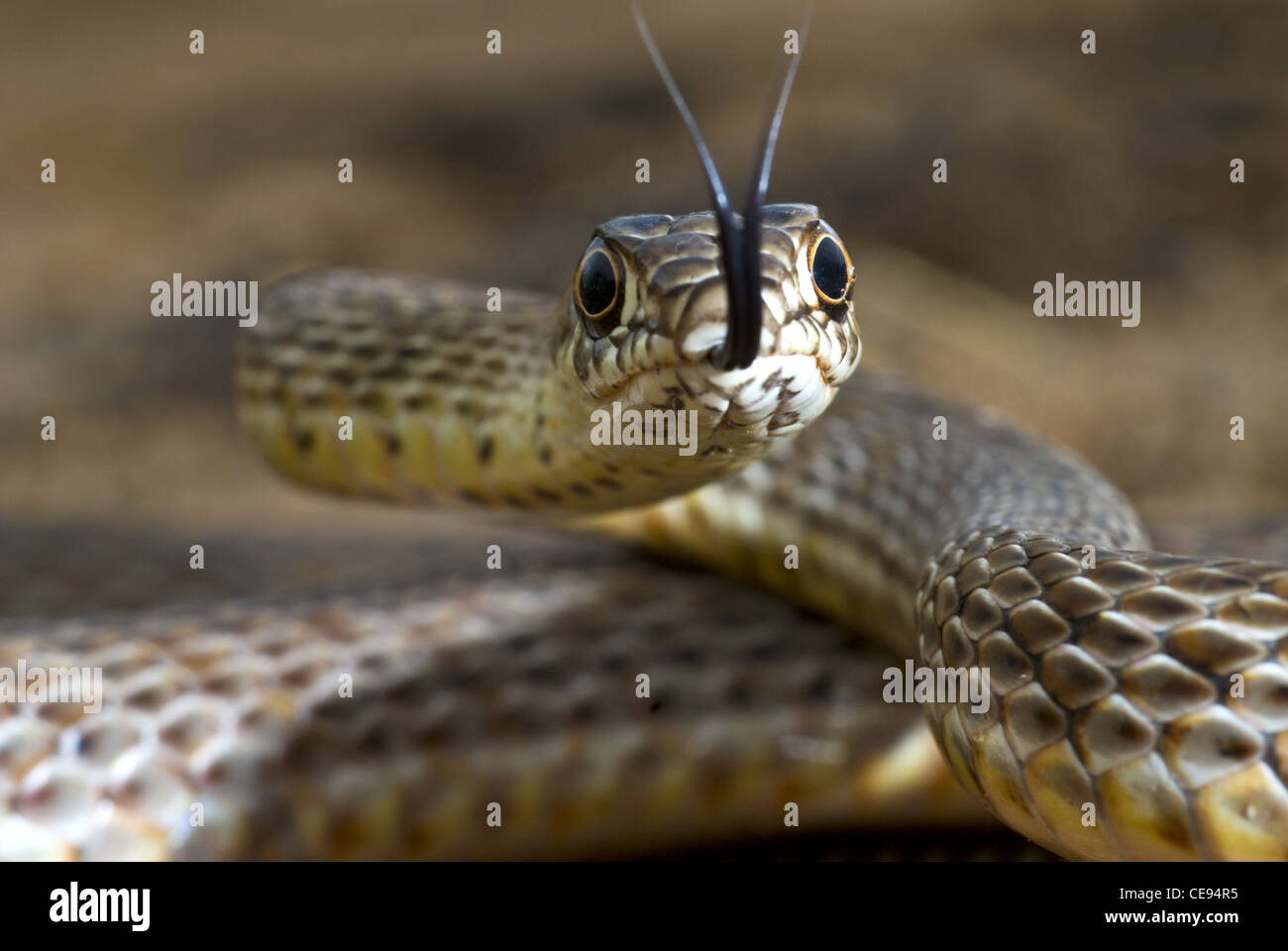 Western Coachwhip, (Coluber flagello testaceus), Valencia county, Nuovo Messico, Stati Uniti d'America. Foto Stock