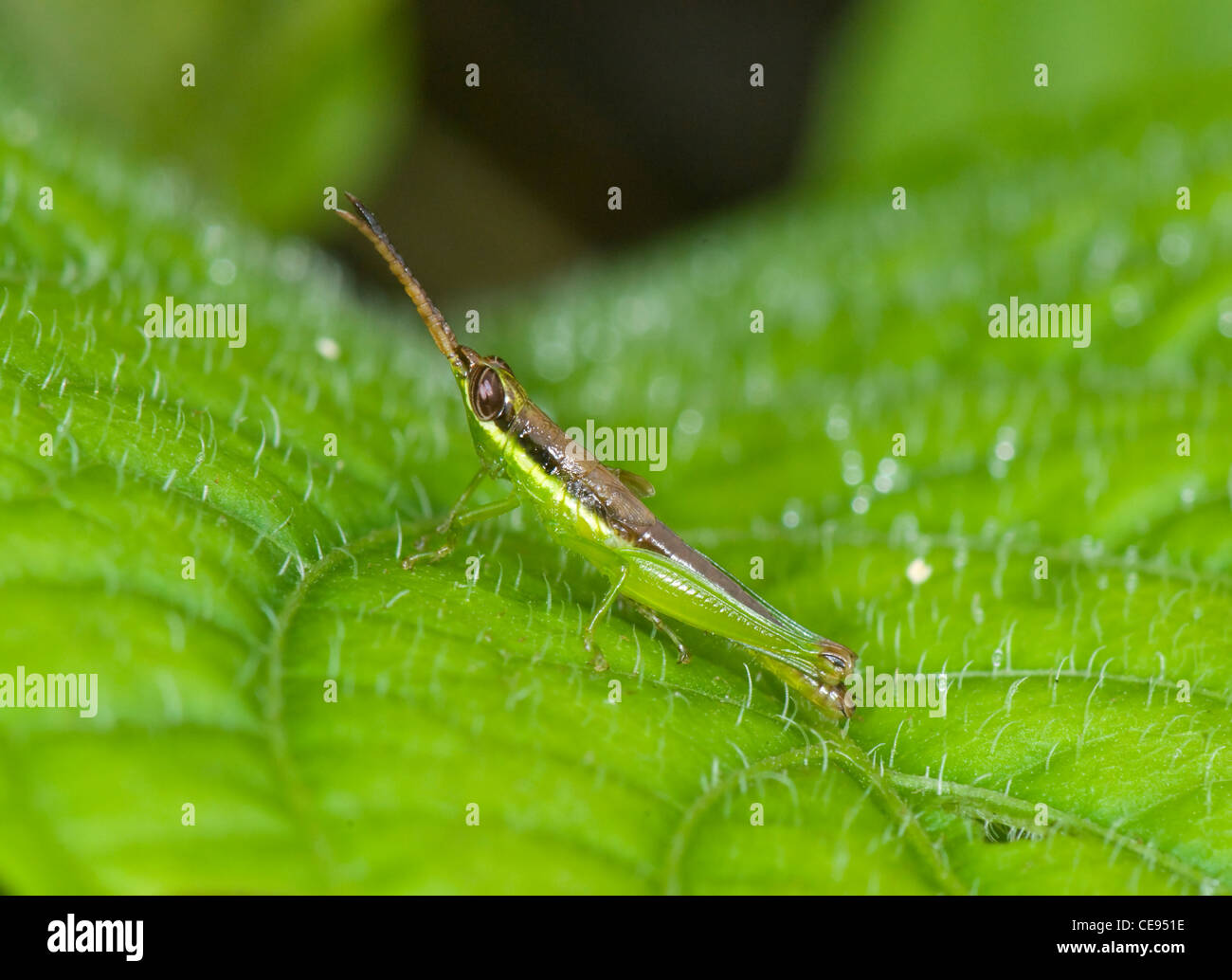 A lungo guidato stuzzicadenti Grasshopper, Costa Rica Foto Stock