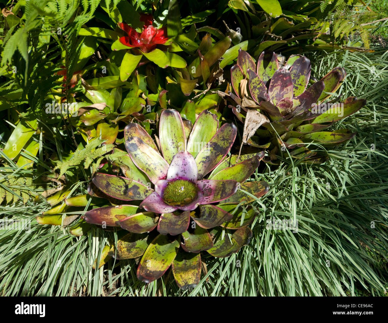 Bromeliad Costa Rica Foto Stock