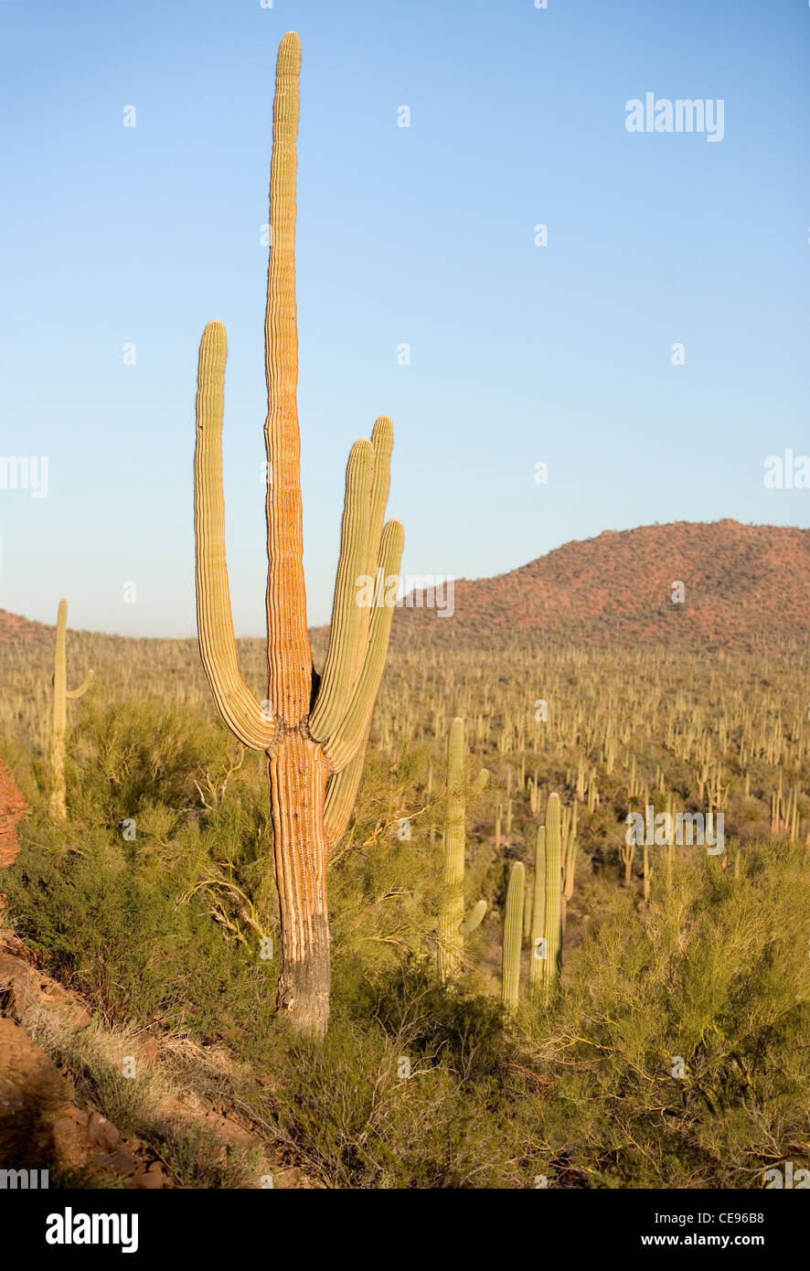 Saguaro cactus Saguaro nell ovest del Parco Nazionale di Tucson, Arizona, Stati Uniti d'America Foto Stock