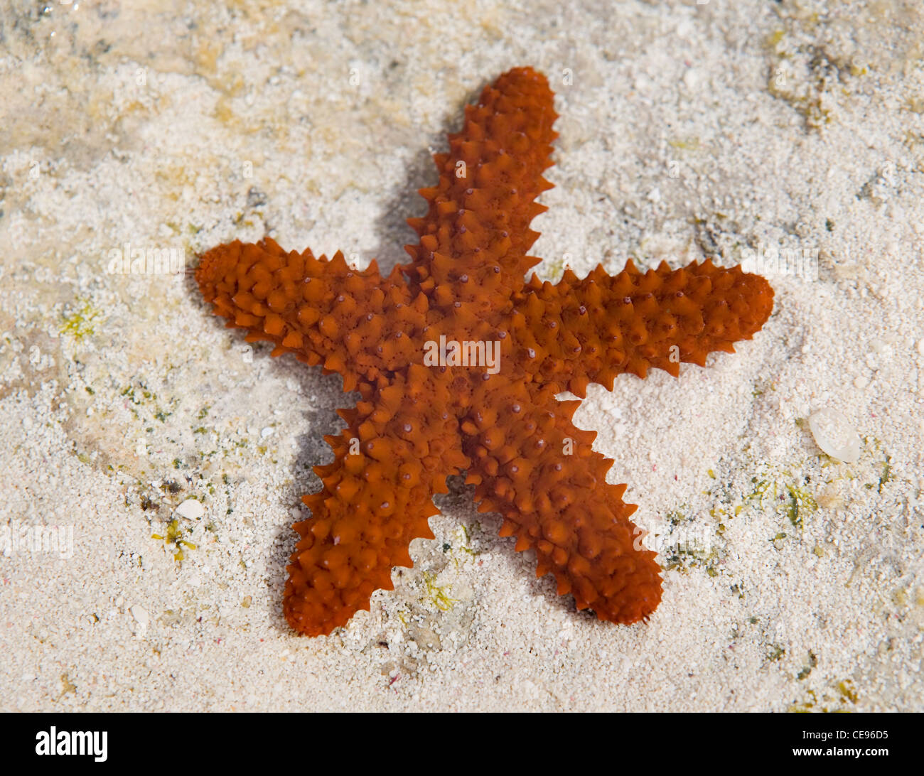 Un rosso spinosa starfish nella marea poco profonde acque della piscina in Bahamas. Foto Stock
