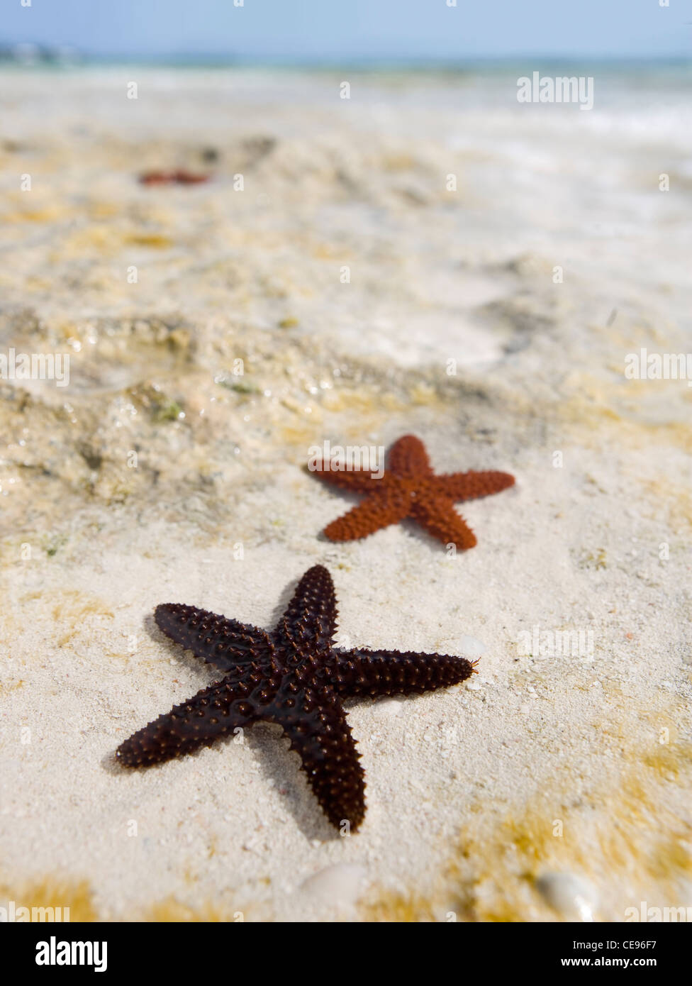 Un rosso spinosa starfish nella marea poco profonde acque della piscina in Bahamas. Foto Stock