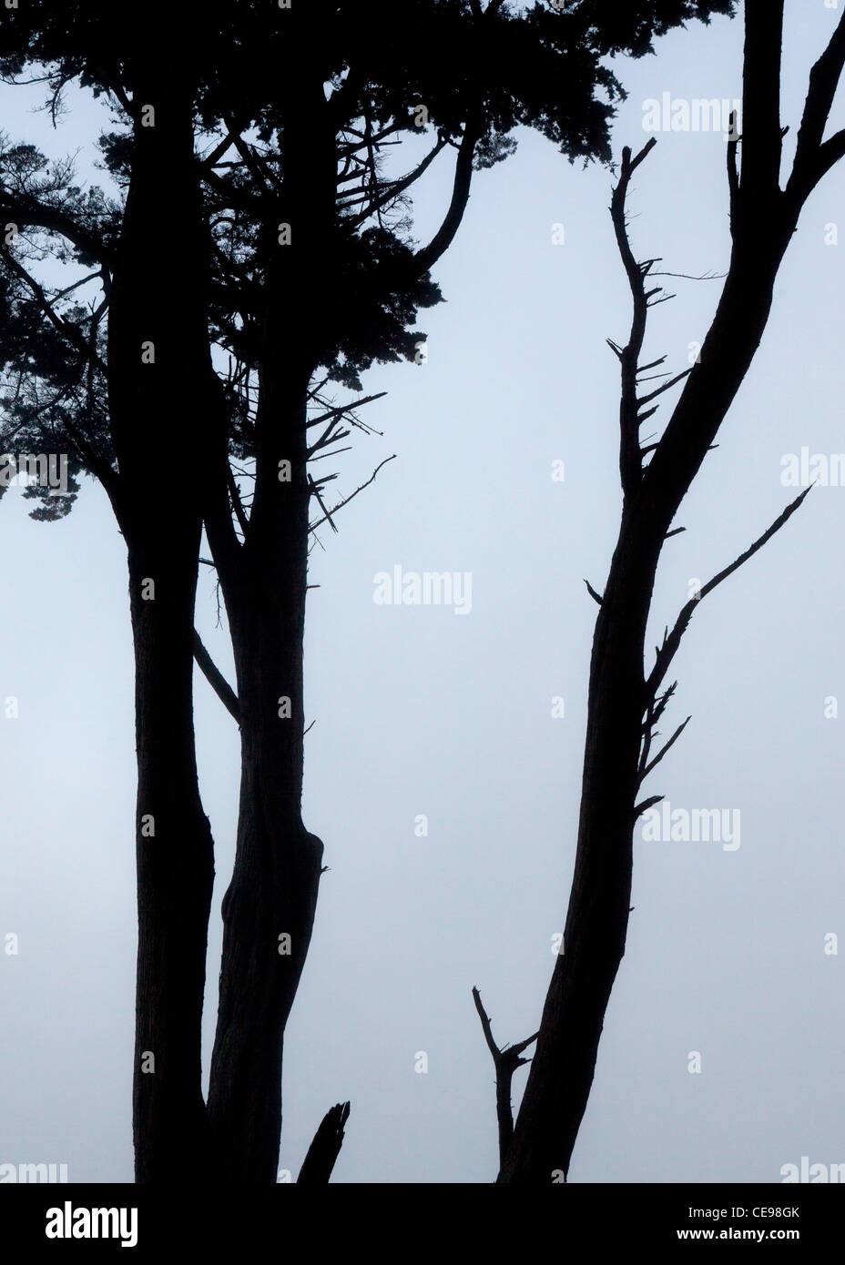 Silhouette di eucalipto Foto Stock