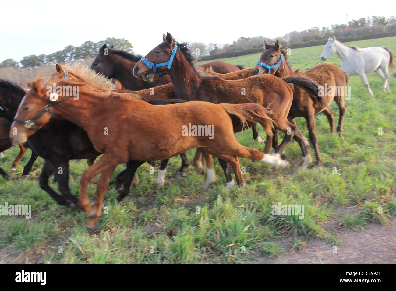 Polo cavalli a Buenos Aires Argentina campagna Foto Stock