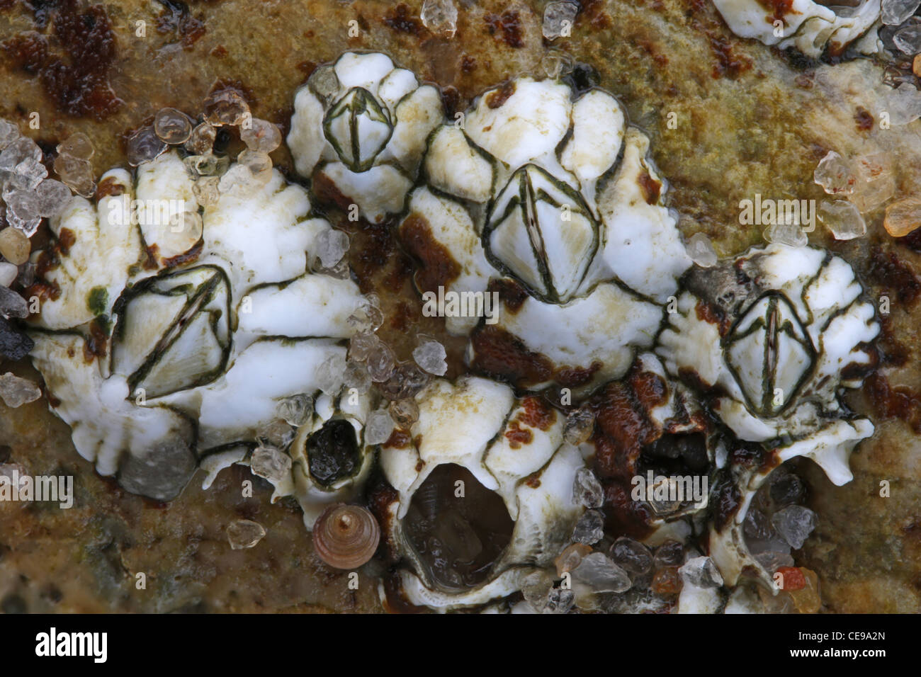 Close-up foto di acorn barnacles, Semibalanus balanoides Foto Stock