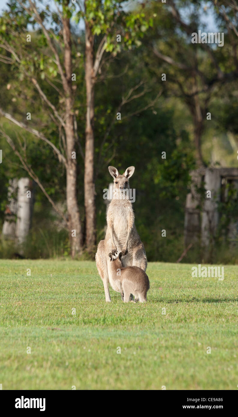 Australia orientale i canguri grigio sull'erba Foto Stock