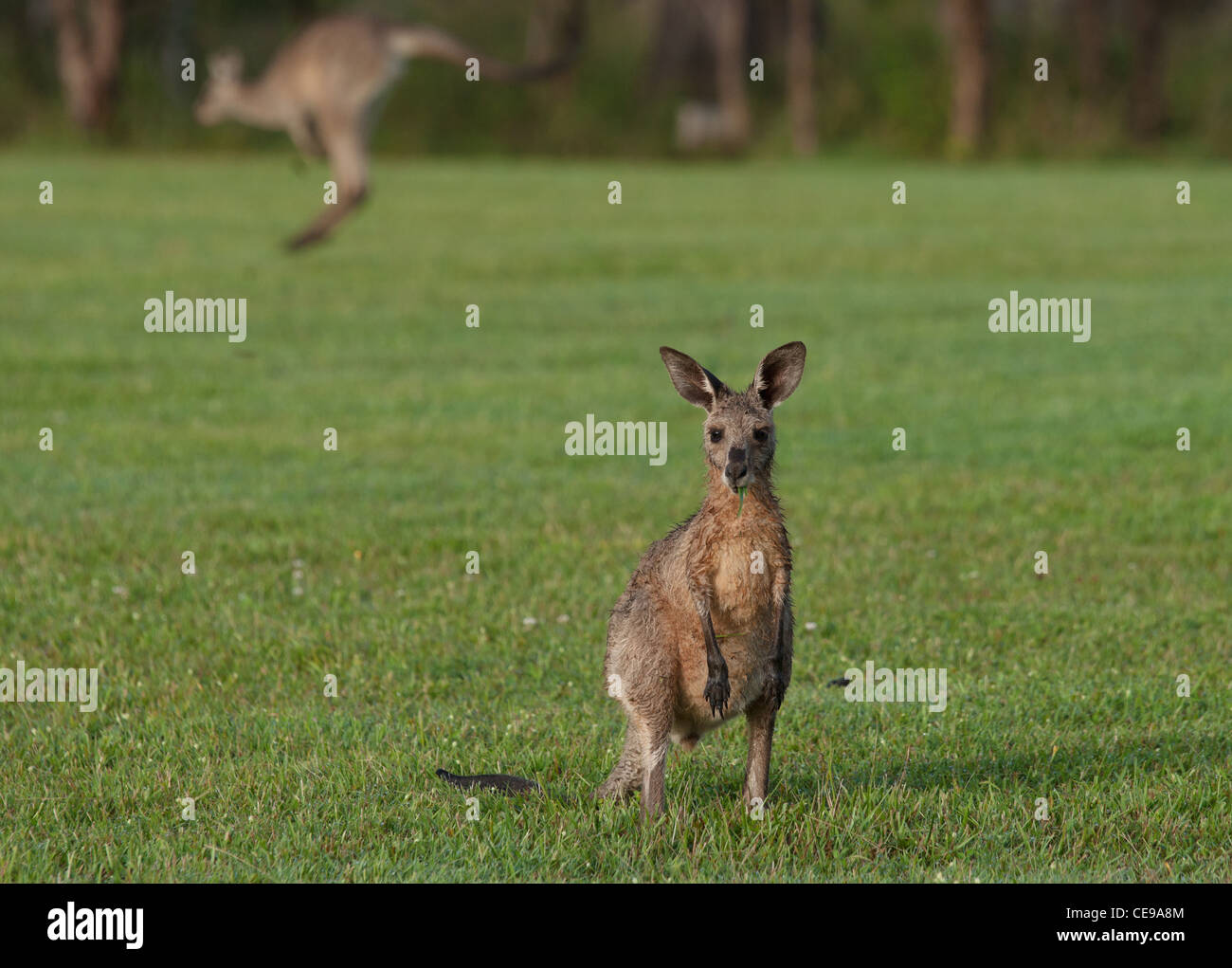 Il giovane australiano grigio orientale canguri sull'erba Foto Stock