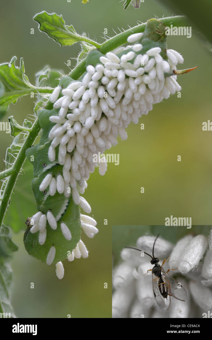 Caterpillar del tabacco hornworm moth coperto di bozzoli di un parassitoide wasp, Cotesia, sp. Il riquadro mostra fotografica di adulto wasp. Foto Stock