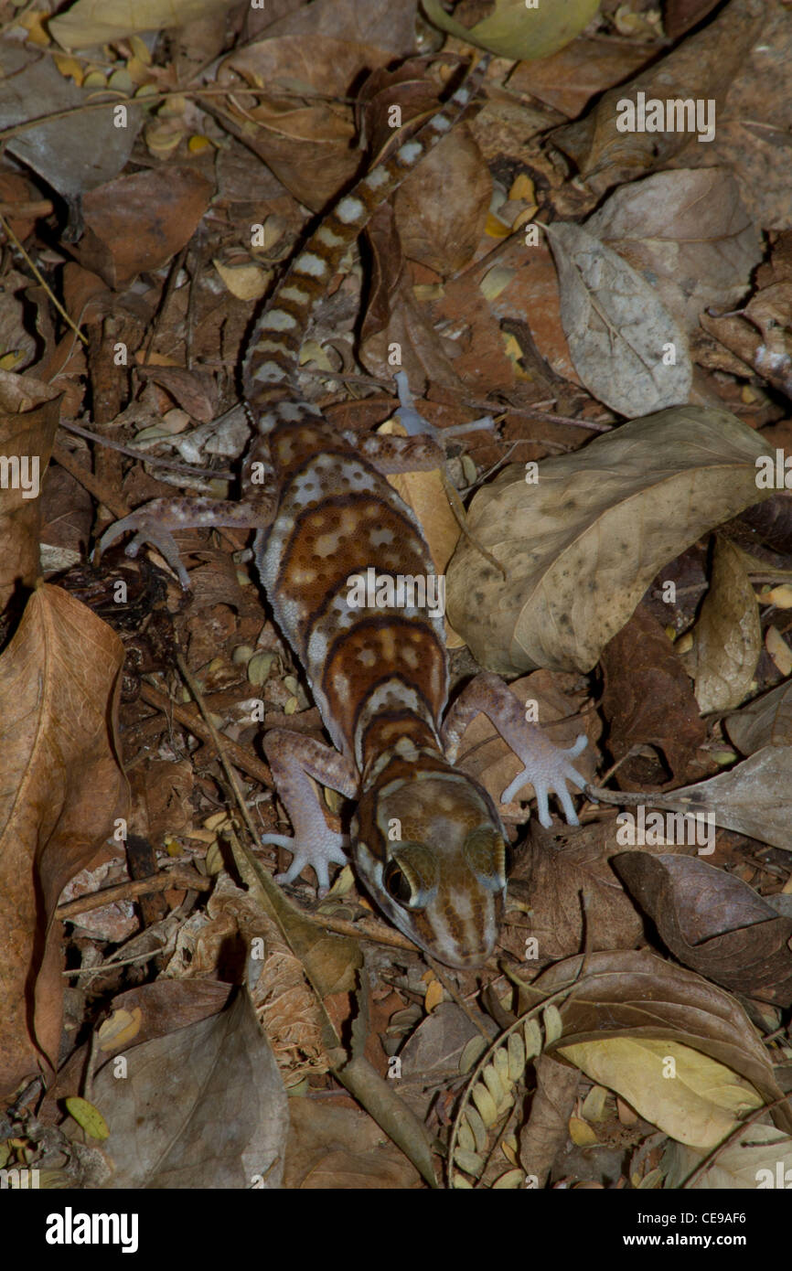 Paroedura picta sul suolo della foresta nella Riserva Berenty Foto Stock