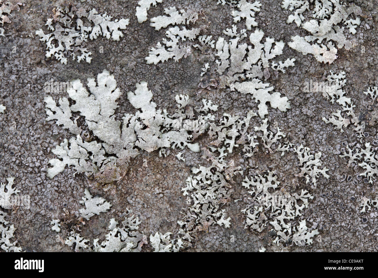 E Foliose crustose licheni crescono su una pietra piatta superficie. Foto Stock