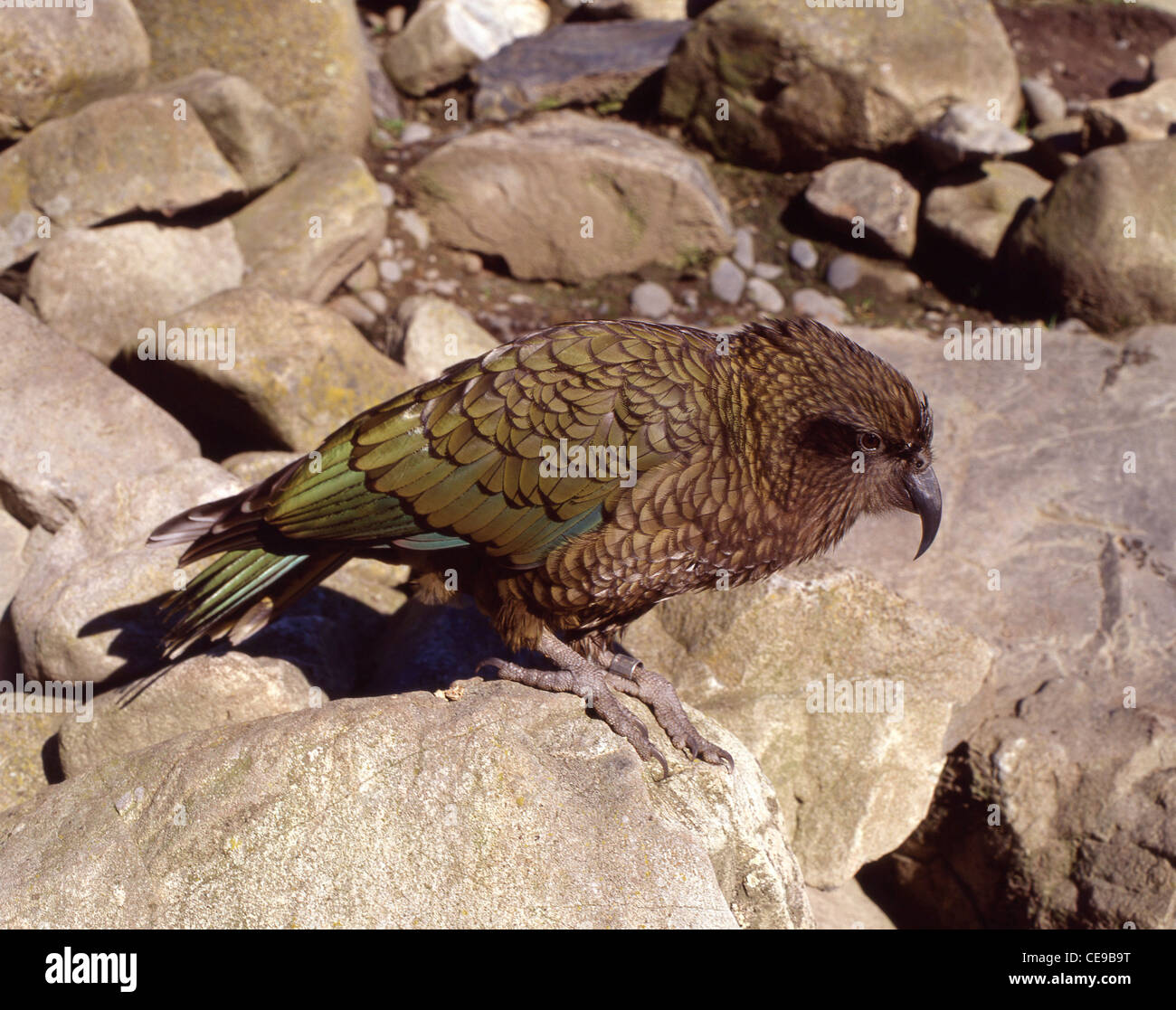 Alpine pappagallo Kea, Arthur's Pass National Park, Canterbury, Isola del Sud, Nuova Zelanda Foto Stock