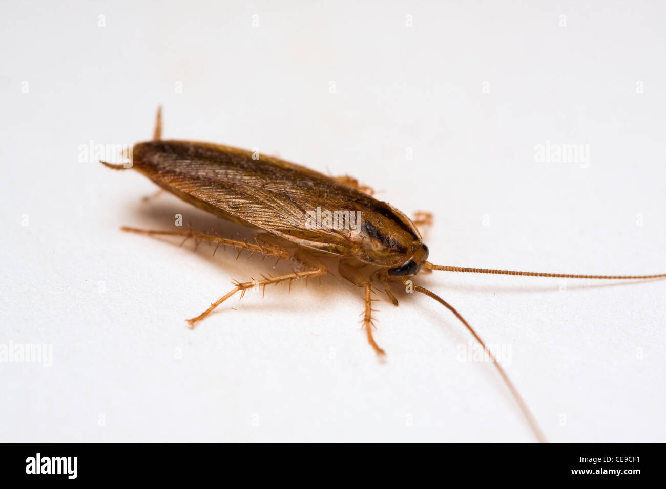 Adulto Tedesco scarafaggio su sfondo bianco Foto Stock