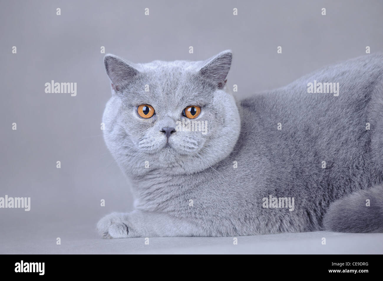British Shorthair cat ritratto su sfondo grigio Foto Stock