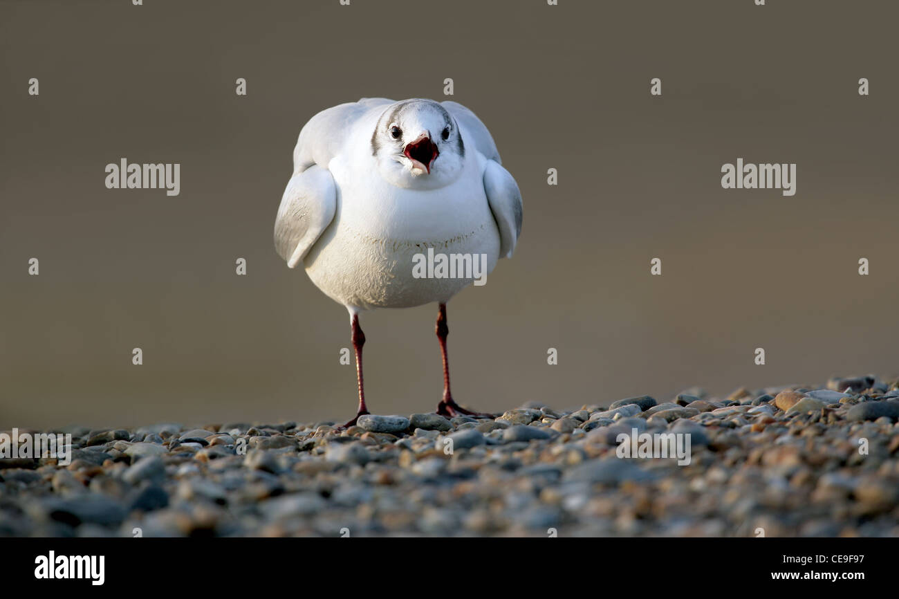 Nero-testa (gabbiano Chroicocephalus ridibundus) in North Norfolk REGNO UNITO Foto Stock