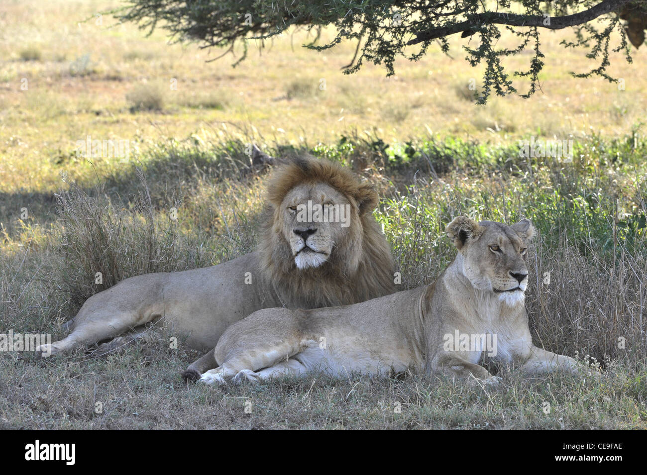Il leone e la leonessa hanno un periodo di riposo in un ombra di acacia. Foto Stock