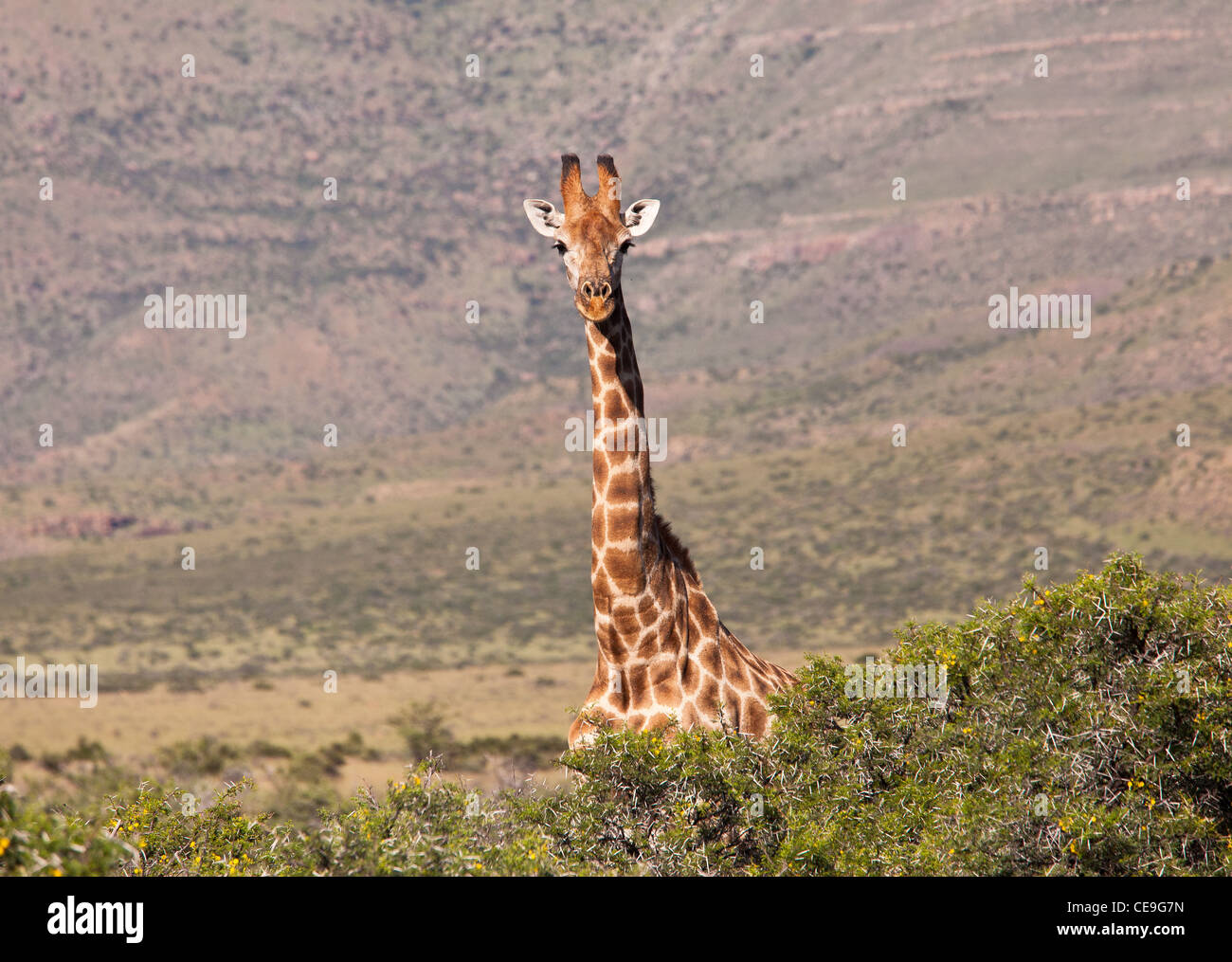 La giraffa, Bloemfontein, Karoo, Sud Africa Foto Stock