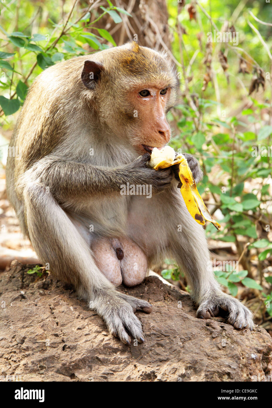 Baby scimmietta mangiando una banana Foto stock