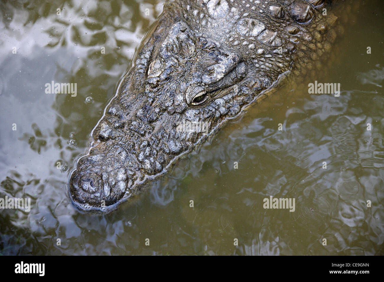 Coccodrillo del Nilo, Crocodylus niloticus madagascariensis, Crocodylidae, Crocodylia. Sottospecie malgascia. Madagascar, Africa. Foto Stock