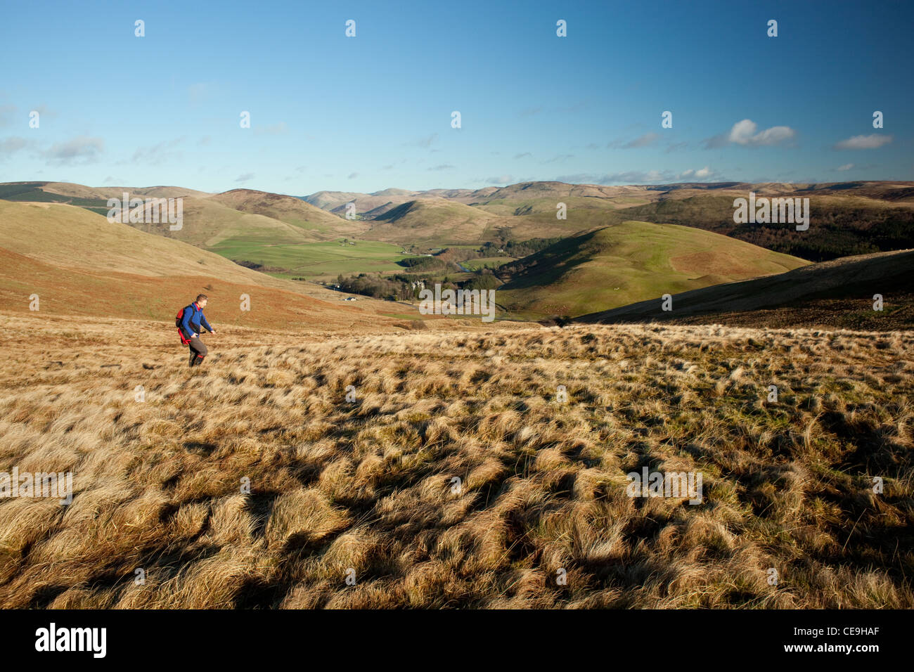 Langholm colline, walker camminando tra Knowe nero e metà collina guardando attraverso la laminazione frontiera scozzese colline Scotland Regno Unito Foto Stock