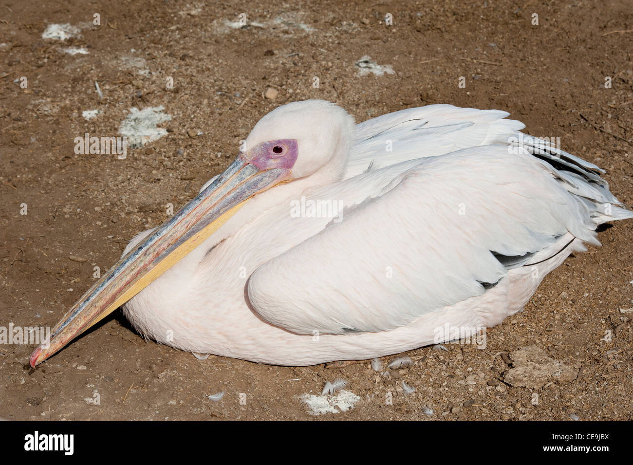 Pellicano grande uccello seduto a terra in un zoo Foto Stock