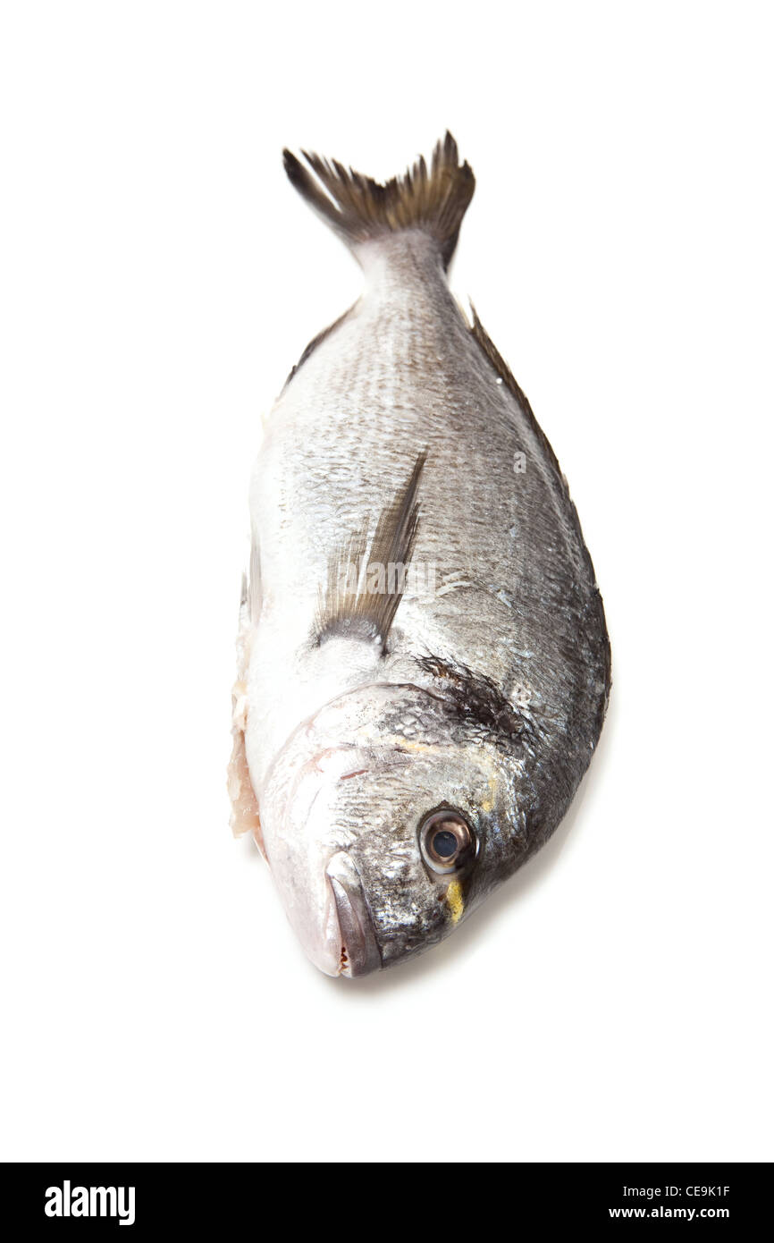 Orata (mare) orate (Sparus aurata) pesce su un bianco di sfondo per studio. Foto Stock
