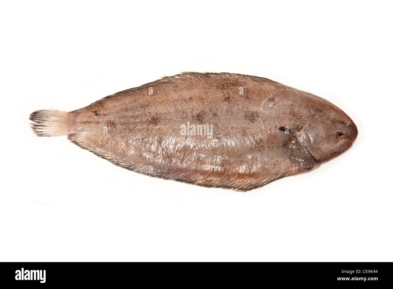 Dover Sogliola (Solea solea) Pesce intero su un bianco di sfondo per studio. Foto Stock
