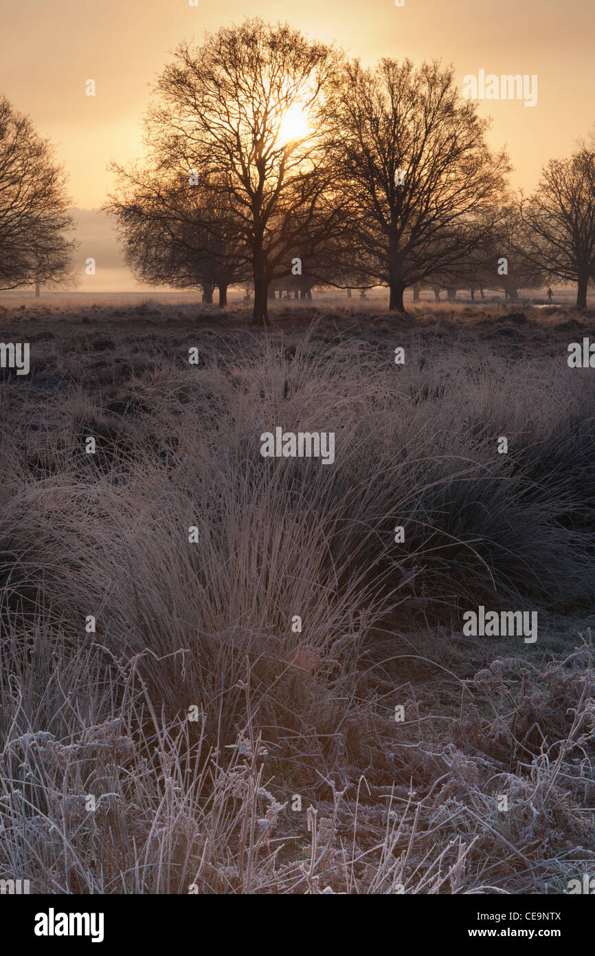 Gelido inverno mattina,Richmond Park,Surrey, Regno Unito Foto Stock