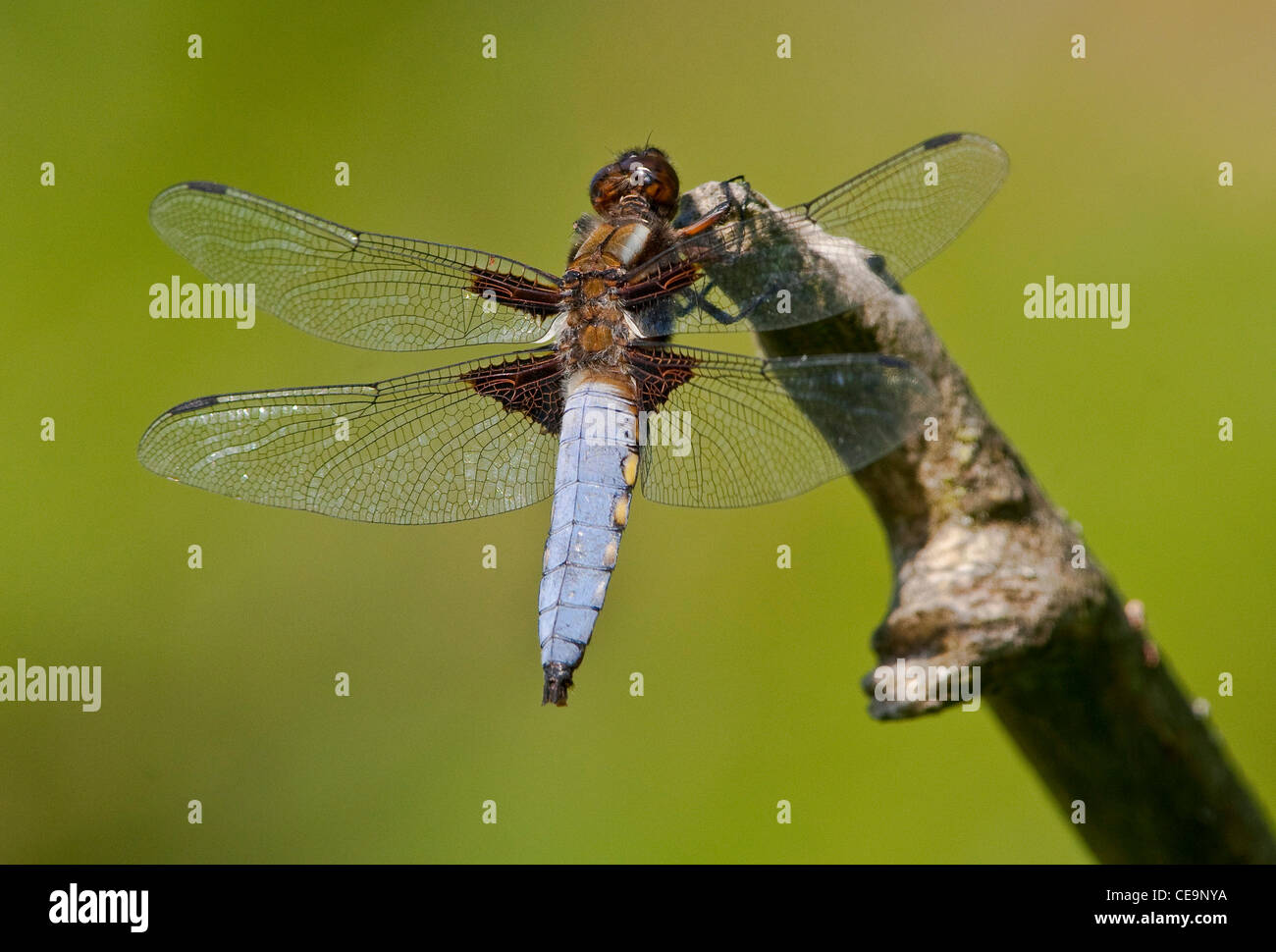 Ampia corposi chaser (libellula depressa) dragonfly Foto Stock
